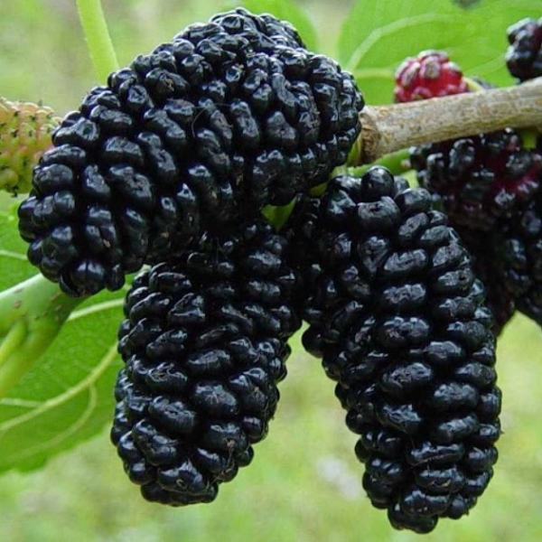 FSS Mulberry Extract G